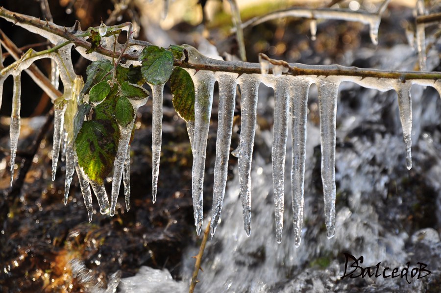 Dentadura de hielo