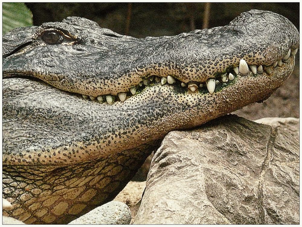 dental caries ? Foto & Bild animals, natur, tiere Bilder auf