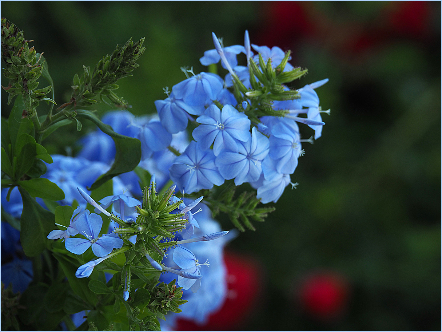 Dentelaire du Cap  --   Plumbago auriculata