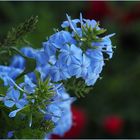 Dentelaire du Cap  --   Plumbago auriculata