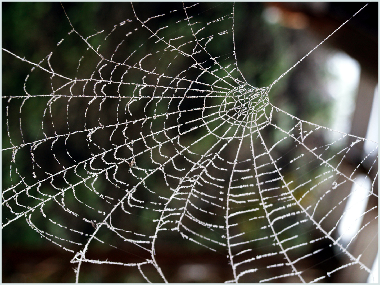 Dentelle arachnéenne 1 - Spinnenspitze 1