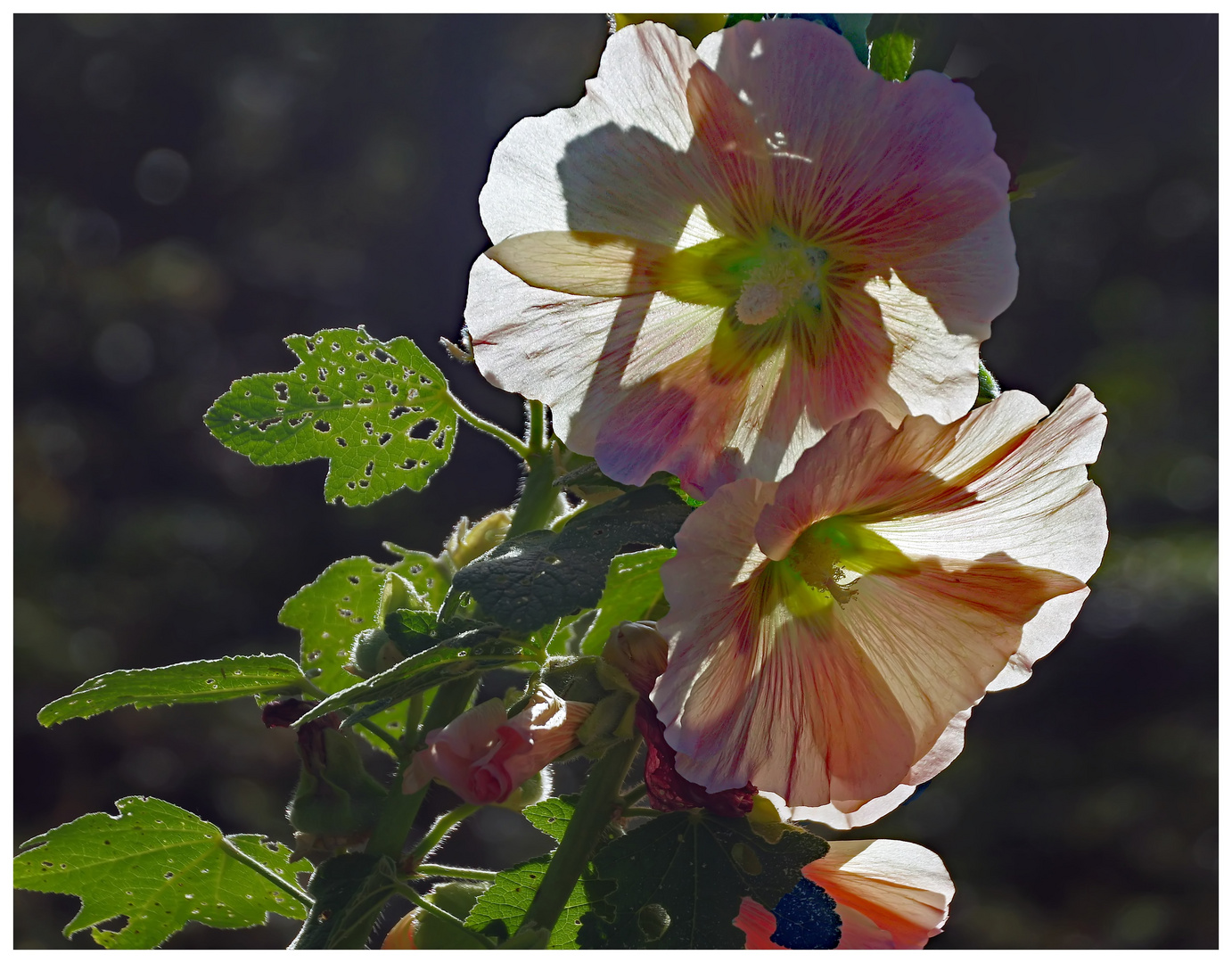 dentelle de feuilles et mousseline de fleurs!