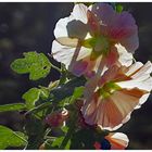 dentelle de feuilles et mousseline de fleurs!