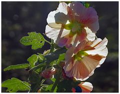 dentelle de feuilles et mousseline de fleurs!