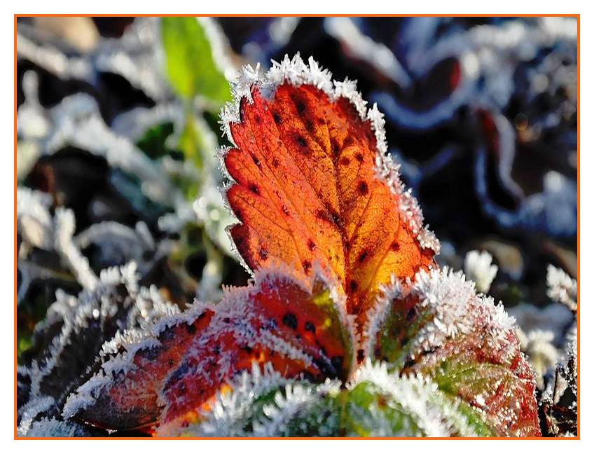 Dentelle de givre sur les fraisiers