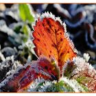 Dentelle de givre sur les fraisiers