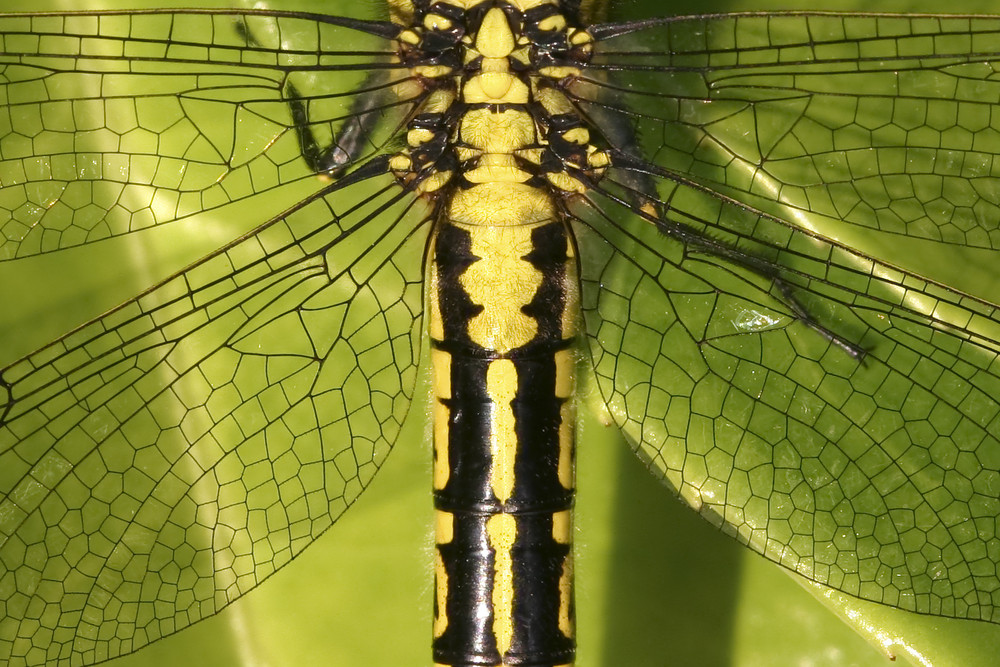 Dentelle de gomphe