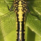 Dentelle de gomphe