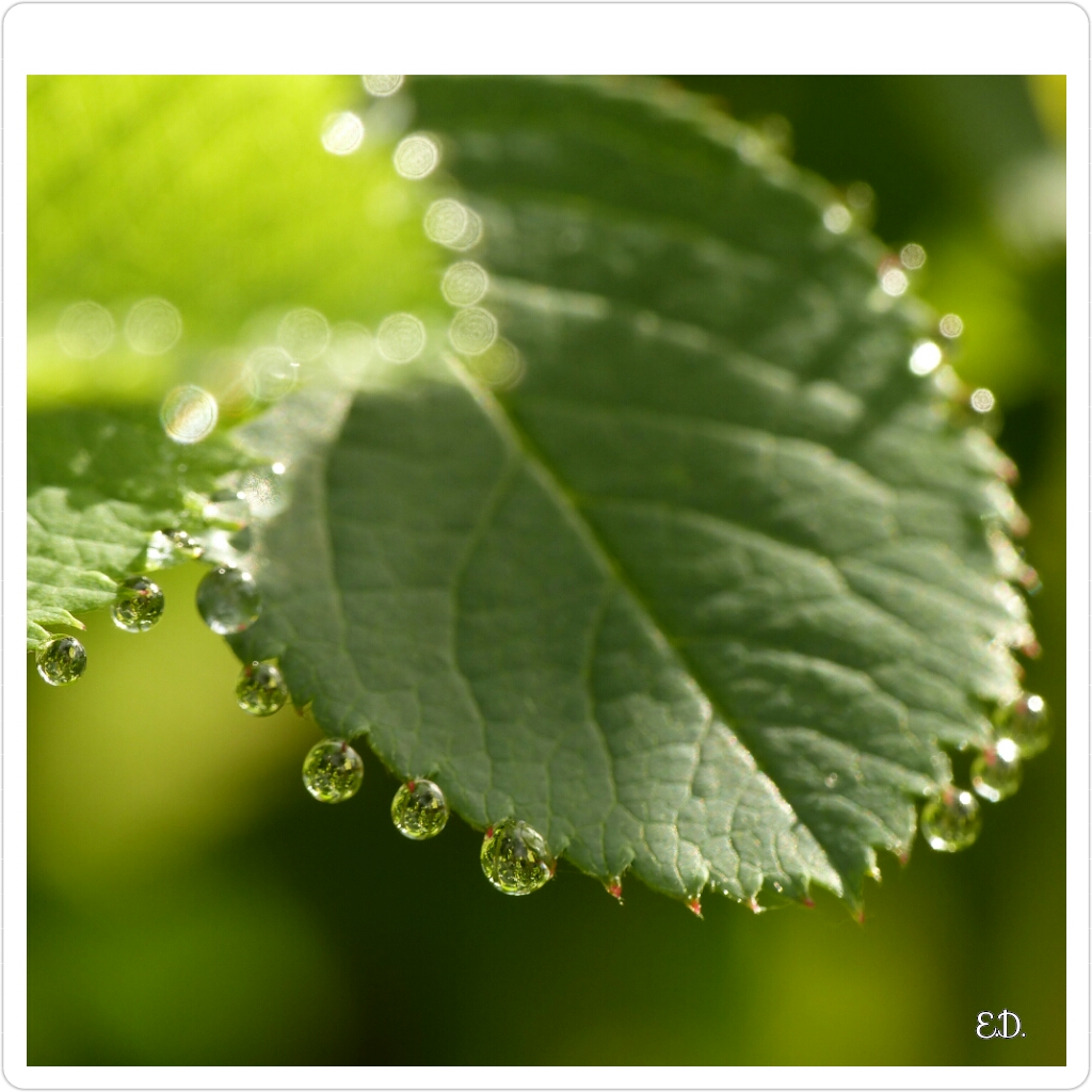 Dentelle de perle d'eau