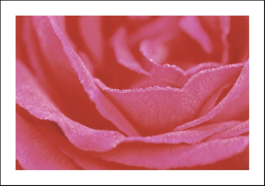 Dentelle de rose