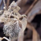 Dentelle d’hortensia