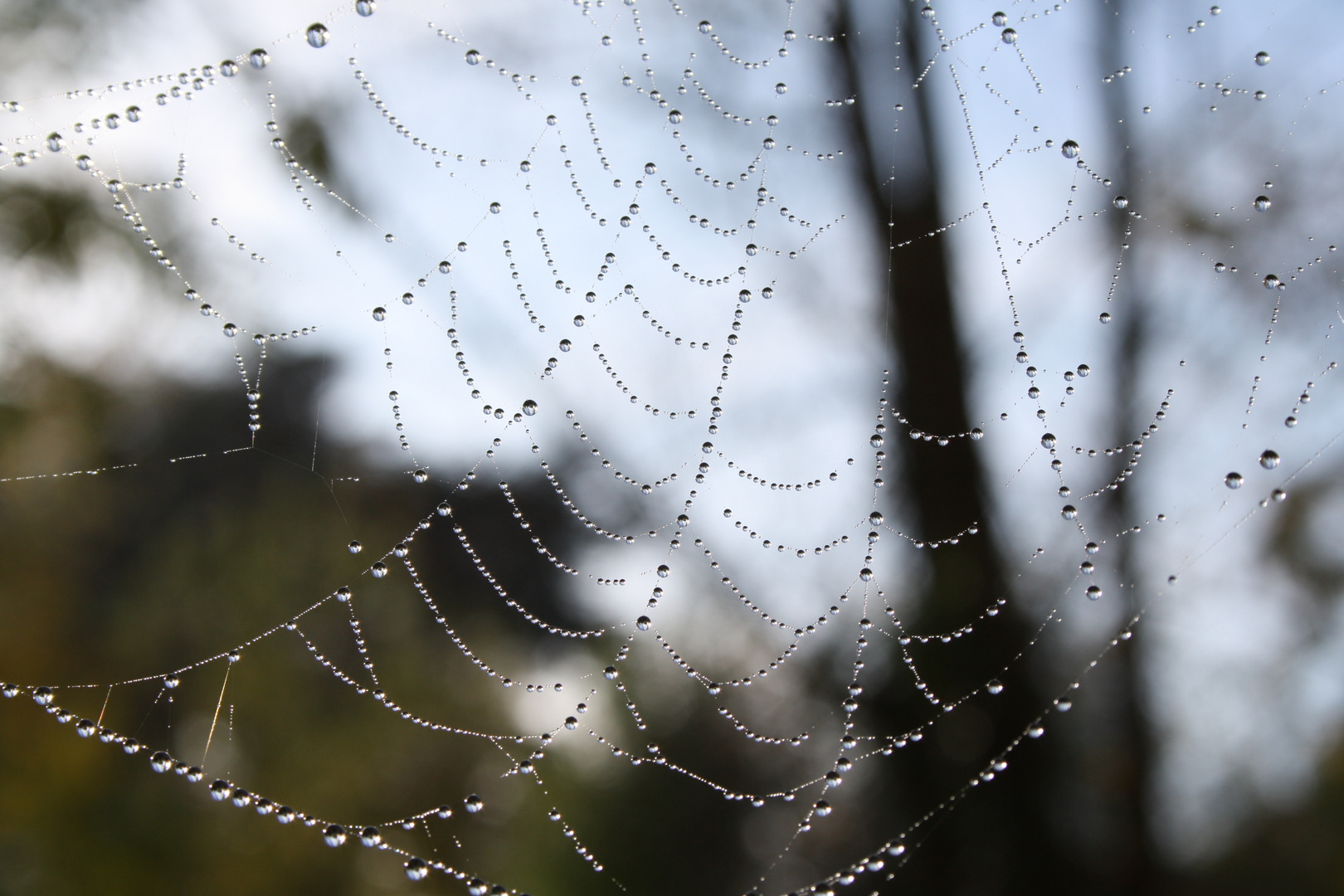 Dentelle du matin