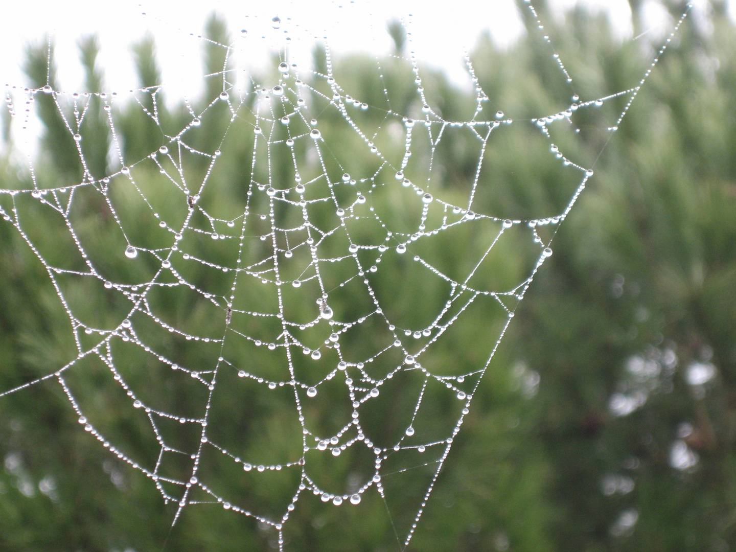 dentelle...