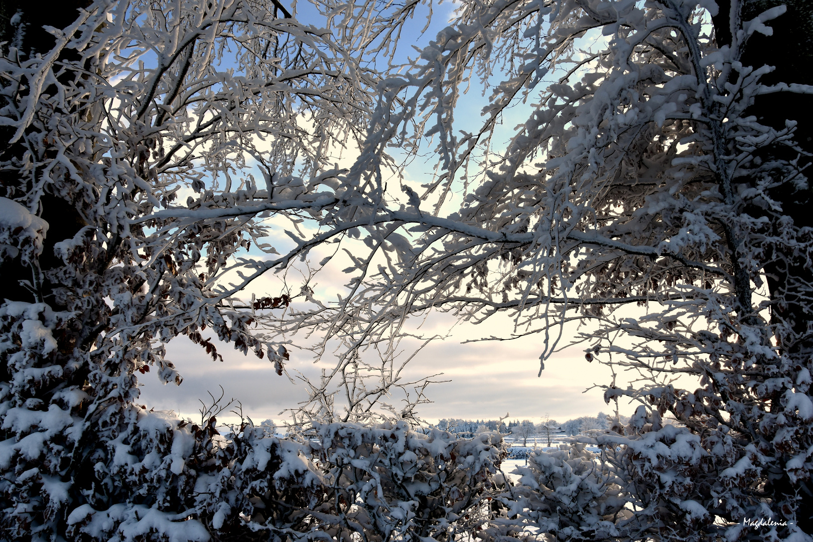 Dentelle hivernale