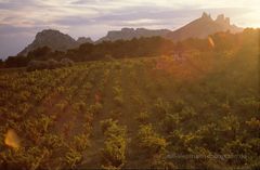 Dentelles de Montmirail