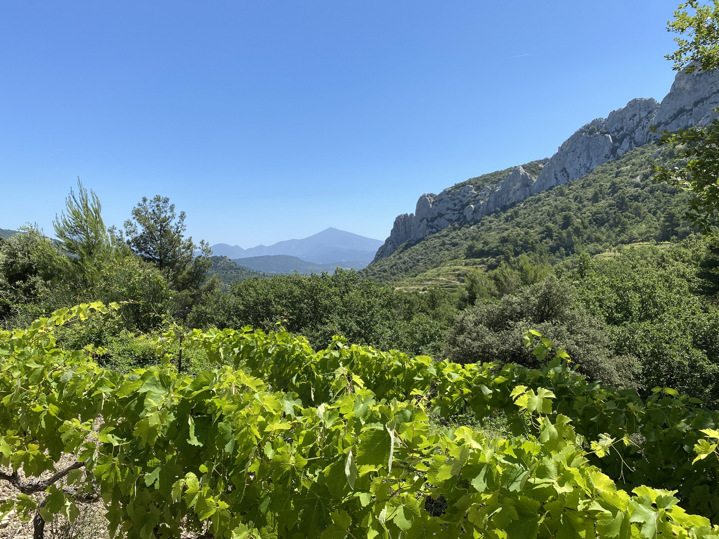 Dentelles de Montmirail