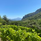 Dentelles de Montmirail