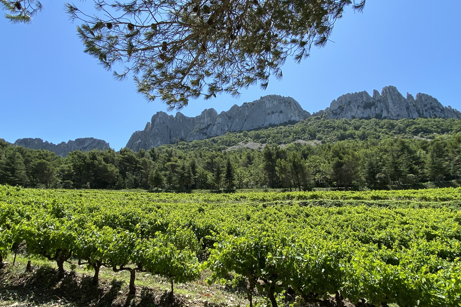 Dentelles de Montmirail