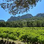 Dentelles de Montmirail