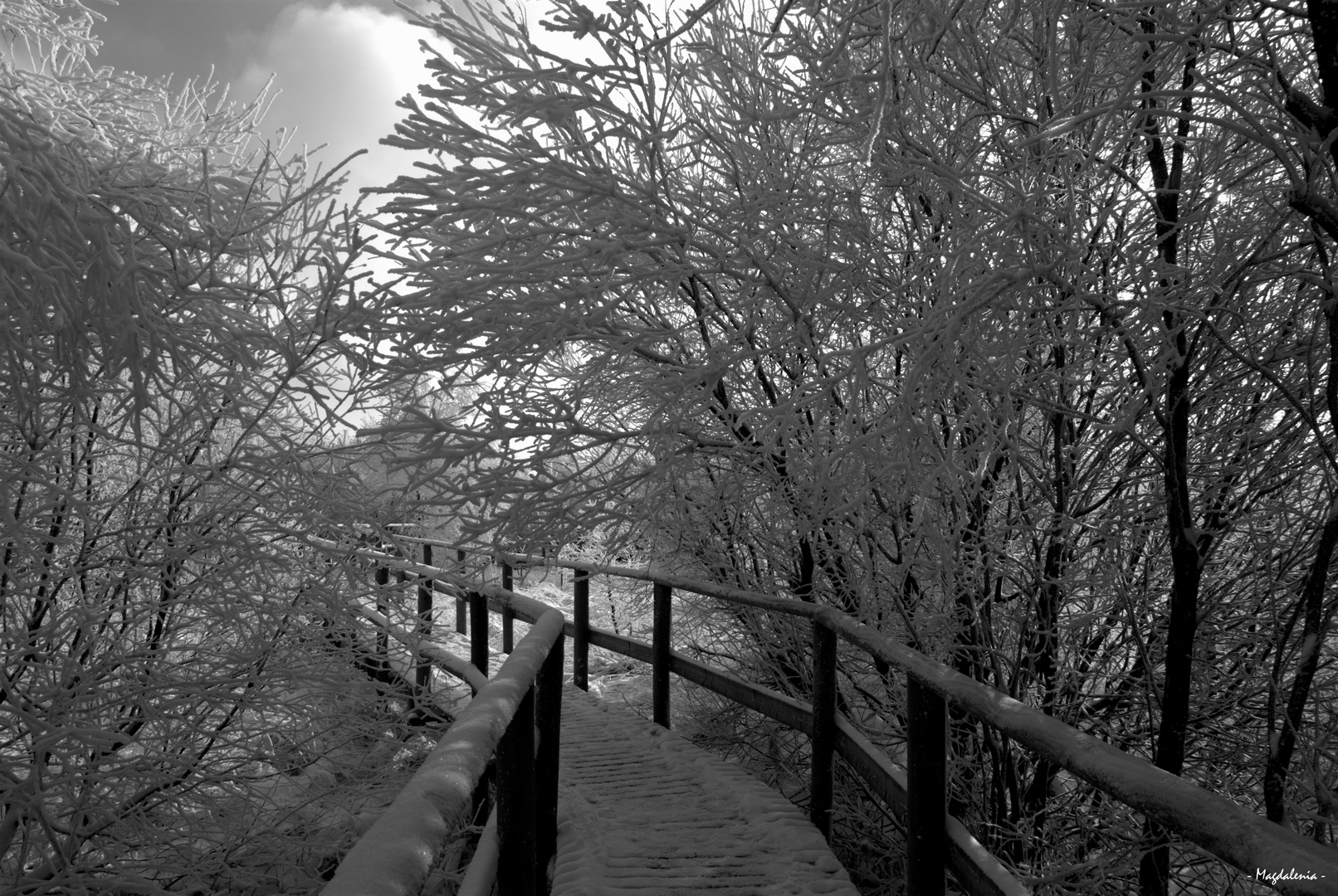 Dentelles de neige