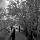 Dentelles de neige