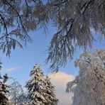 Dentelles hivernales