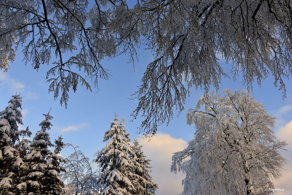 Dentelles hivernales