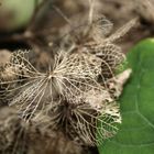 Dentelles Naturelles