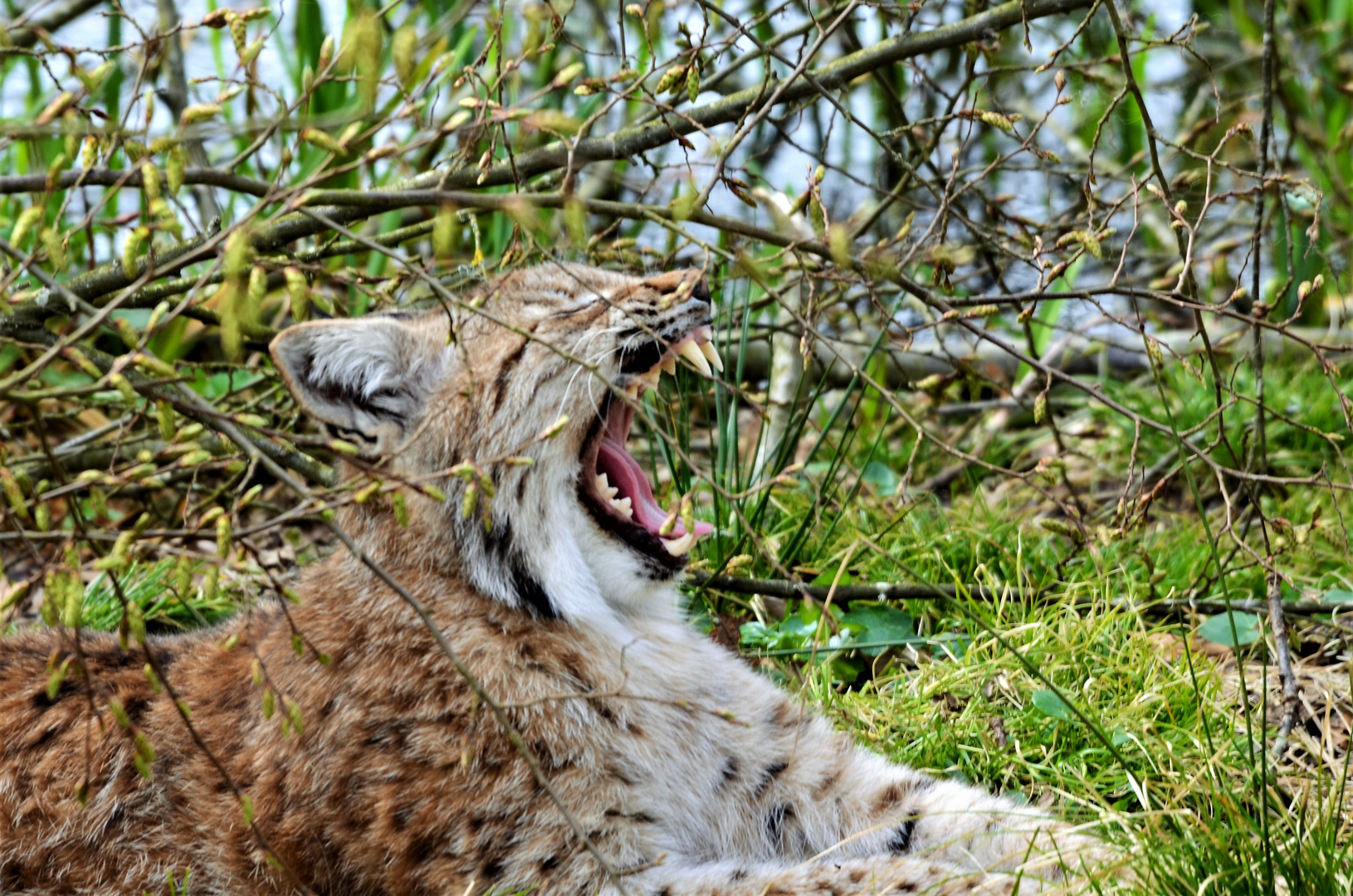 Dentier du Lynx