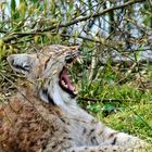 Dentier du Lynx