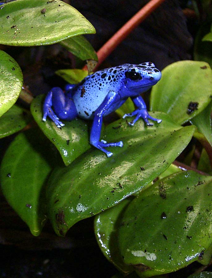 Dentobatis Azureus auf Blatt