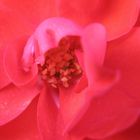 Dentro a una rosa