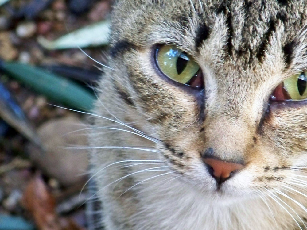 dentro ai tuoi occhi.....di gatto