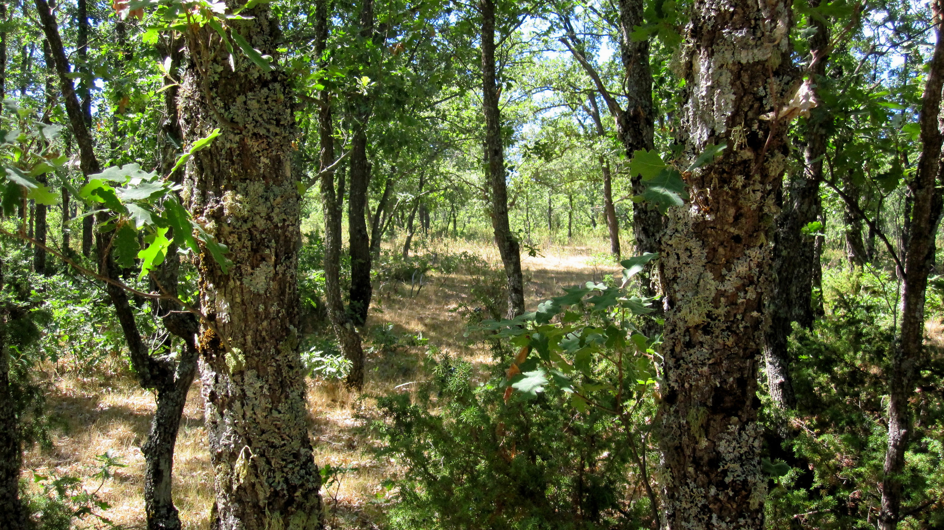 DENTRO DEL BOSQUE