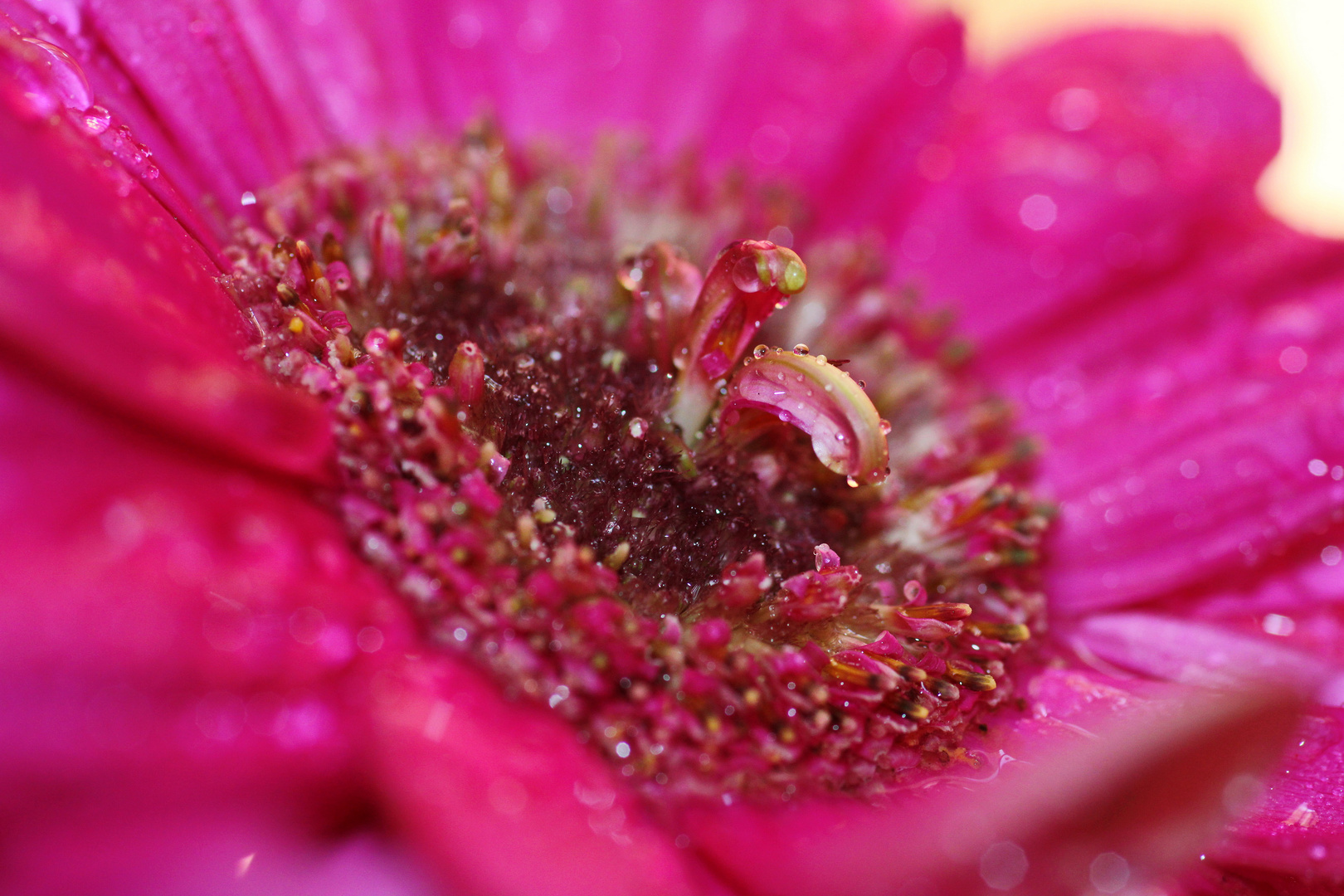 Dentro il fiore di zinnia