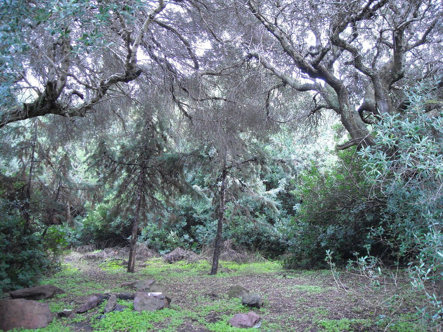 dentro la foresta-su padru-olmedo