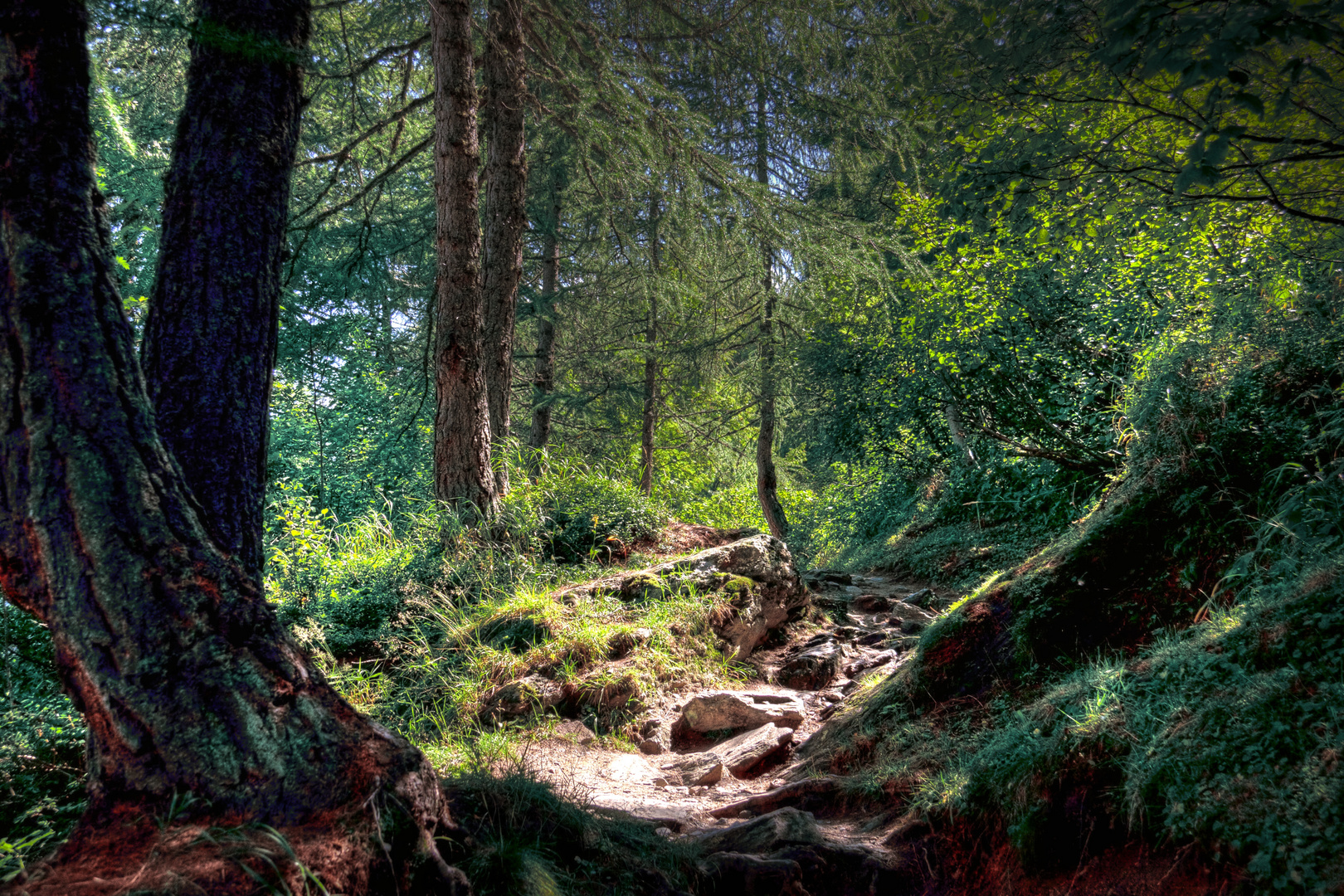 Dentro nel bosco Foto Immagini paesaggi, boschi e foreste, montagna