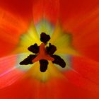 dentro un tulipano