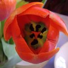 Dentro un tulipano
