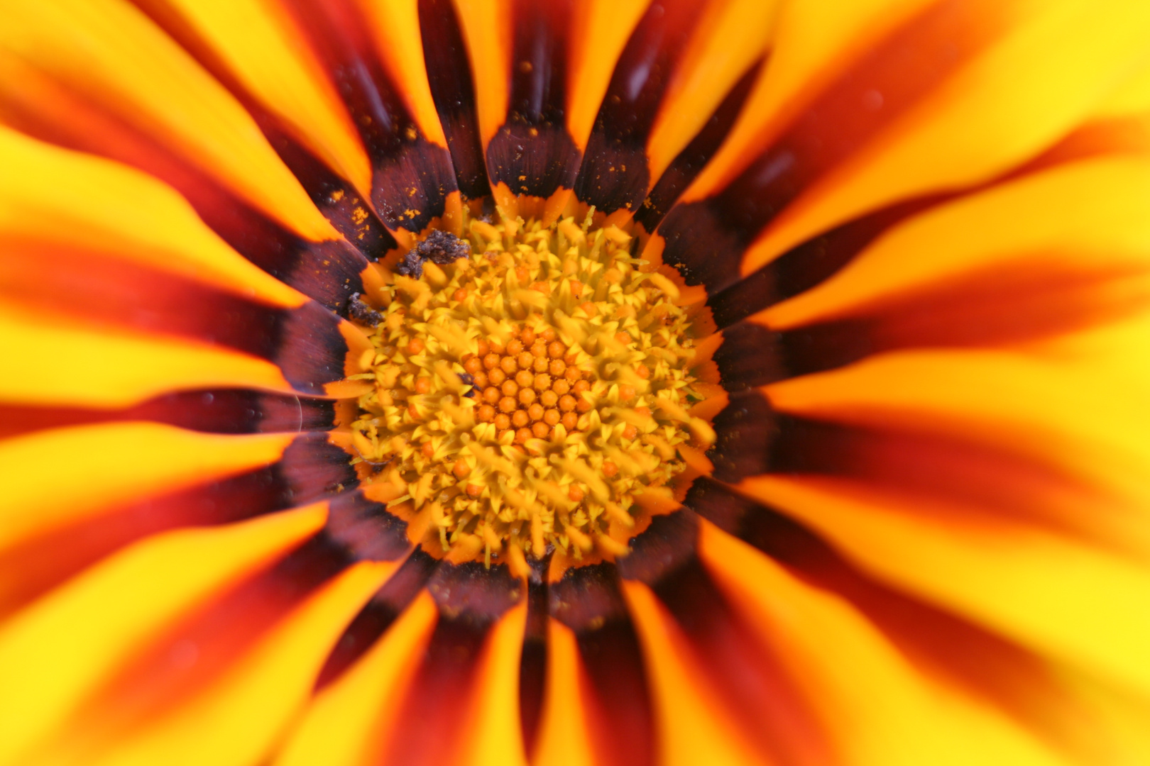 Dentro una Gazania