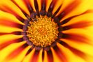 IT: Dentro una Gazania de 2R Photographers 