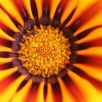 Dentro una Gazania