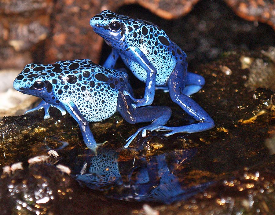 Dentrobates Azureus (Blauer Pfeilgiftfrosch)