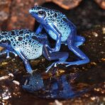 Dentrobates Azureus (Blauer Pfeilgiftfrosch)