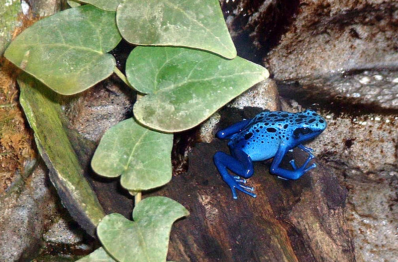 Dentrobates azureus