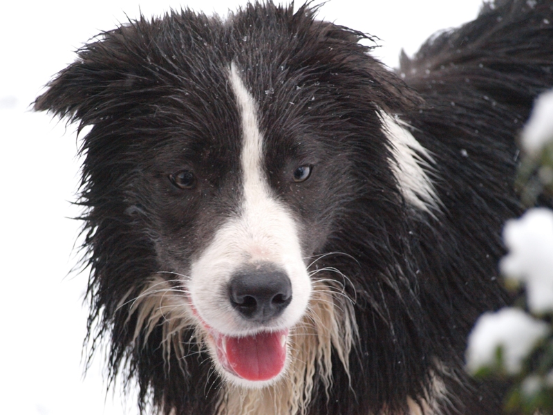 Denzel im Schnee