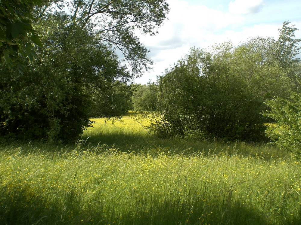 Denzlingen: am Heidachsee