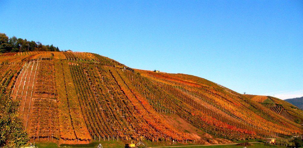 Denzlingen: Blick nordwärts auf den Buchholzer Weinberg in Herbstfarben