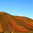 Denzlingen: Blick nordwärts auf den Buchholzer Weinberg in Herbstfarben