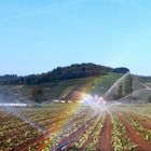 Denzlingen: Buchholzer Erdbeeren brauchen Wasser